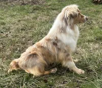 Mika, a female Australian Shepherd for sale in Copperhill, TN – Photo 2 of 7