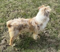 Mika, a female Australian Shepherd for sale in Copperhill, TN – Photo 5 of 7