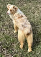 Mika, a female Australian Shepherd for sale in Copperhill, TN – Photo 6 of 7