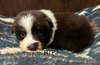 AKC Girlie, a female Australian Shepherd for sale in Copperhill, TN – 1 of 7