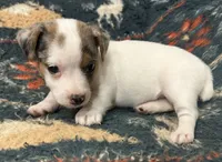 Cutie, a female Jack Russell Terrier for sale in Copperhill, TN – 2 of 10