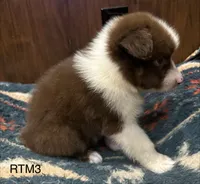 AKC Pretty Boy, a male Australian Shepherd for sale in Copperhill, TN – 3 of 7