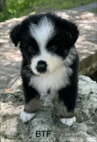 Sweetie, a female Australian Shepherd for sale in Copperhill, TN – 3 of 8