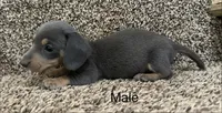 Bluey, a male Miniature Dachshund for sale in Copperhill, TN – Photo 5 of 8