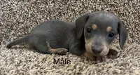 Bluey, a male Miniature Dachshund for sale in Copperhill, TN – Photo 2 of 8