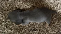 Bluey, a male Miniature Dachshund for sale in Copperhill, TN – Photo 4 of 8