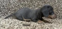 Bluey, a male Miniature Dachshund for sale in Copperhill, TN – Photo 3 of 8