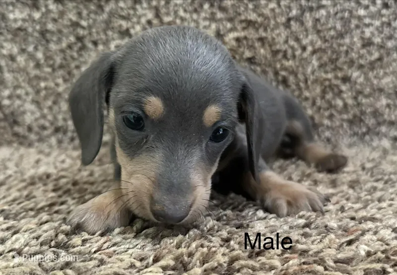 Bluey – Miniature Dachshund puppy on hold in Copperhill, TN