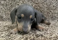 Bluey, a male Miniature Dachshund for sale in Copperhill, TN – Photo 1 of 8