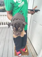  brownie, a female American Pit Bull Terrier for sale in Buffalo, NY – 1 of 1