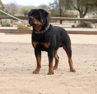 Teal , a female Rottweiler for sale in Phoenix, AZ – 3 of 3