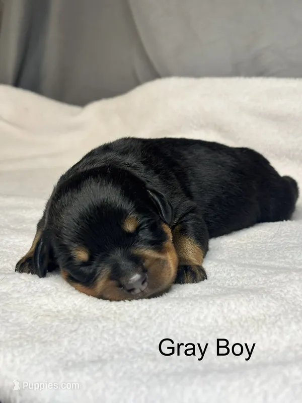 Gray  – Rottweiler puppy for sale in Phoenix, AZ