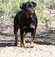 Teal , a female Rottweiler for sale in Phoenix, AZ – 2 of 3