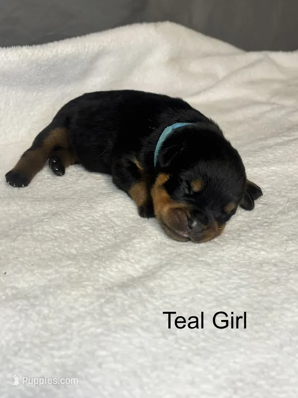 Teal  – Rottweiler puppy for sale in Phoenix, AZ