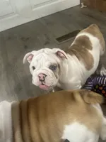 Pink, a female English Bulldog for sale in Mount Sterling, KY – 3 of 3