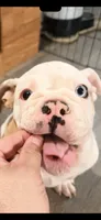 Purple, a female English Bulldog for sale in Mount Sterling, KY – 3 of 6
