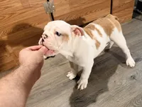 Purple, a female English Bulldog for sale in Mount Sterling, KY – 5 of 6
