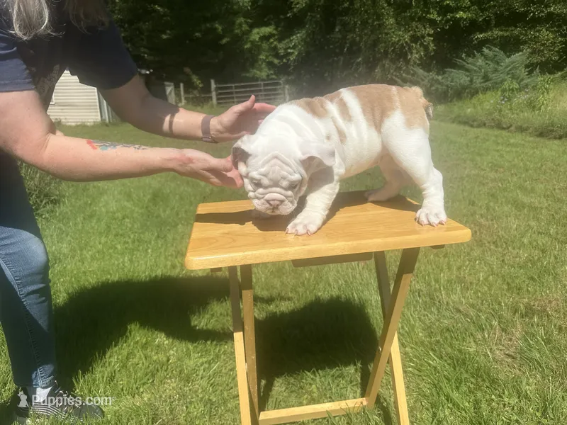 Purple – English Bulldog puppy for sale in Mount Sterling, KY