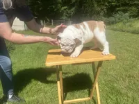 Purple, a female English Bulldog for sale in Mount Sterling, KY – 1 of 2