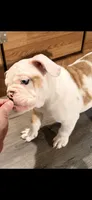 Purple, a female English Bulldog for sale in Mount Sterling, KY – 4 of 6