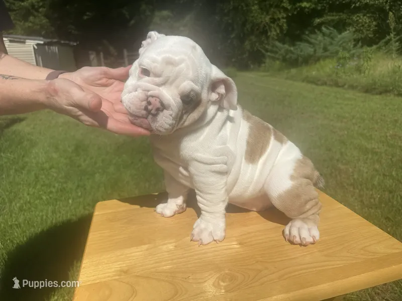 Pink – English Bulldog puppy for sale in Mount Sterling, KY