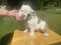 Pink, a female English Bulldog for sale in Mount Sterling, KY – 1 of 3