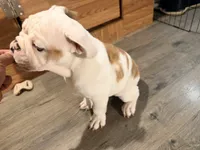 Purple, a female English Bulldog for sale in Mount Sterling, KY – 6 of 6