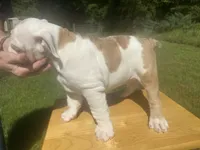 Pink, a female English Bulldog for sale in Mount Sterling, KY – 2 of 3