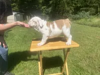 Purple, a female English Bulldog for sale in Mount Sterling, KY – 2 of 2