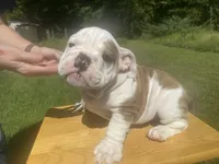 blue, a male English Bulldog for sale in Mount Sterling, KY – 2 of 3