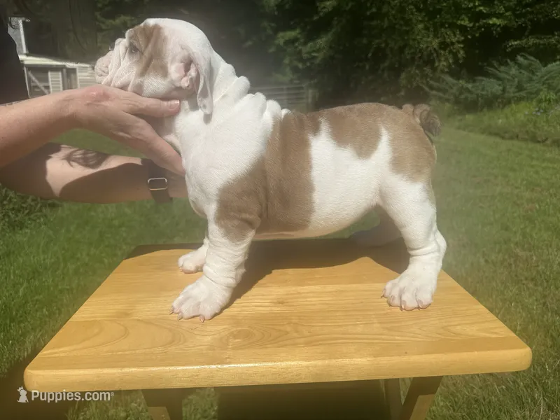 blue – English Bulldog puppy for sale in Mount Sterling, KY