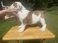 blue, a male English Bulldog for sale in Mount Sterling, KY – 1 of 3