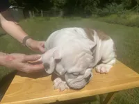 blue, a male English Bulldog for sale in Mount Sterling, KY – 3 of 3