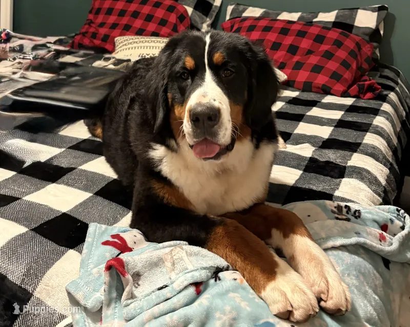 Tesla – Bernese Mountain Dog puppy for sale in Festus, MO