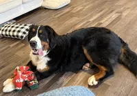 Tesla, a female Bernese Mountain Dog for sale in Festus, MO – 2 of 2