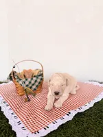 Barney, a male Labradoodle for sale in Montezuma, GA – Photo 4 of 5