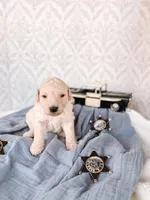 Barney, a male Labradoodle for sale in Montezuma, GA – Photo 3 of 5