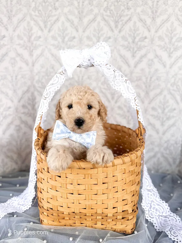 Barney – Labradoodle puppy for sale in Montezuma, GA