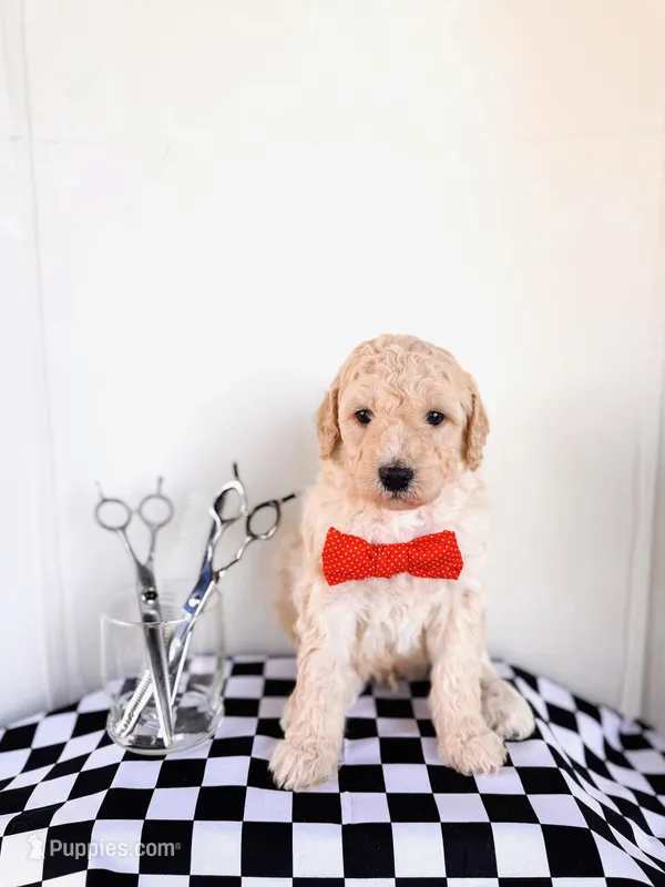 Barney – Labradoodle puppy for sale in Montezuma, GA