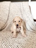 Barney, a male Labradoodle for sale in Montezuma, GA – Photo 2 of 5