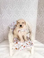 Barney, a male Labradoodle for sale in Montezuma, GA – Photo 1 of 5