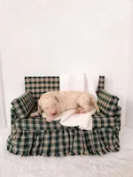 Barney, a male Labradoodle for sale in Montezuma, GA – Photo 5 of 5