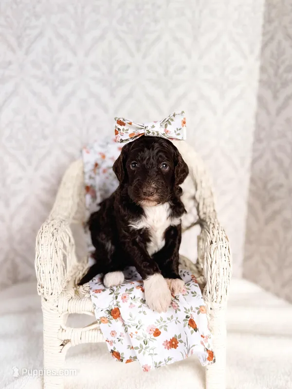 Thelma Lou – Labradoodle puppy for sale in Montezuma, GA