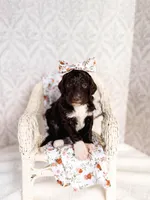 Thelma Lou, a female Labradoodle for sale in Montezuma, GA – Photo 1 of 5