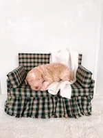 Floyd, a male Labradoodle for sale in Montezuma, GA – Photo 5 of 5