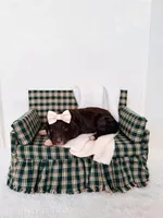 Thelma Lou, a female Labradoodle for sale in Montezuma, GA – Photo 5 of 5