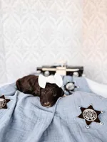 Thelma Lou, a female Labradoodle for sale in Montezuma, GA – Photo 3 of 5