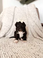 Thelma Lou, a female Labradoodle for sale in Montezuma, GA – Photo 2 of 5