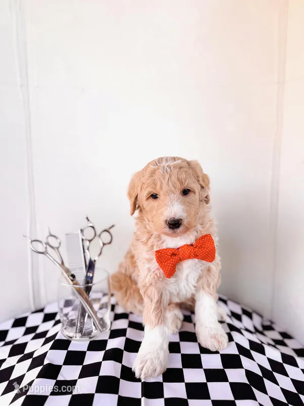Floyd – Labradoodle puppy for sale in Montezuma, GA