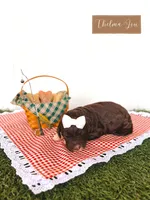 Thelma Lou, a female Labradoodle for sale in Montezuma, GA – Photo 4 of 5